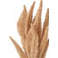 Mulberry Brown Dried Flower Bunch-119034009-119034008