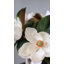 Magnolia blanc artificiel 29 po