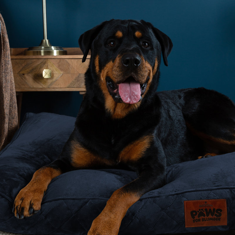 Slumberdown Paws for Slumber Raised Padded Dog Bed – Comfortable, Supportive & Durable Pet Bed for All Breeds, Navy