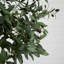 10 pi Olive artificielle