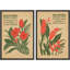 Élégance florale, classique, botanique, rétro, illustrations rétro, décor de salon, val175-102453673-102453675