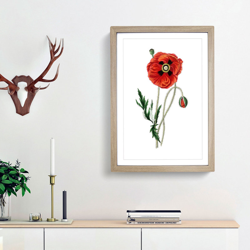 Common Poppy Illustration - Picture Frame Painting Print, 36cm H x 27cm W x 2cm D, Oak Framed