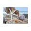 Crescent Beach Shells VII by Alan Blaustein - Wrapped Canvas Gallery-Wrapped Canvas Giclée-1482132335-1482132329