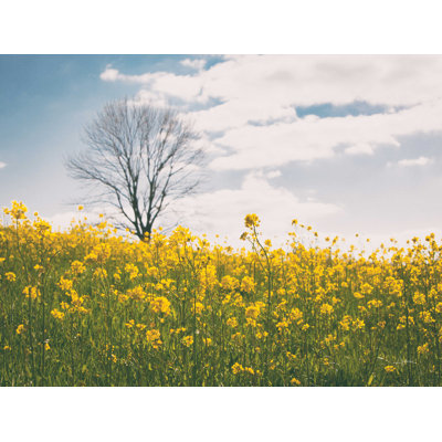 " Spring Meadow " by Aledanda