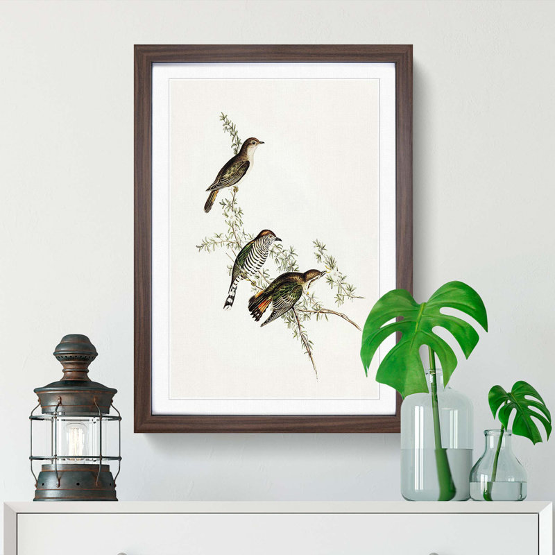 Shining Cuckoos by Elizabeth Gould - Picture Frame Painting Print, Walnut Framed, 36cm H x 27cm W x 2cm D