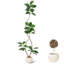 Arbre en caoutchouc artificiel avec pot en résine noir / blanc et faux arbre en pierre blanche pour l'intérieur et l'extérieur-1291549758