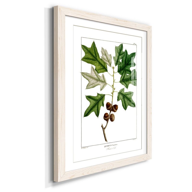 Bears Oak - Peinture encadrée sur papier, H 31,5 po x l 23,5 po x P 1,5 po, Blanc