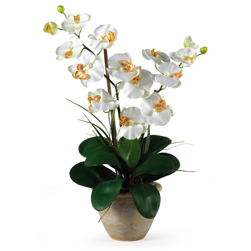 Double arrangement floral d'orchidées en pot Phalaenopsis, Tan, Crème