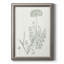 «Botanical Study in Sage V», reproduction d'art sur toile-117204371