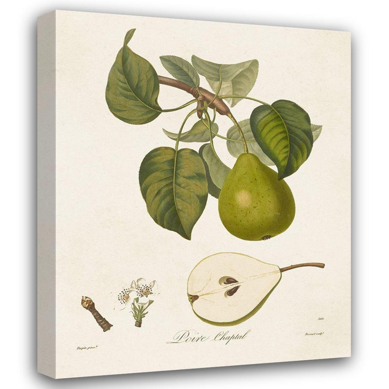 Art sur toile tendue Red Barrel Studio® de Langlois, Vintage Pears VI, H 44 po x l 36 po