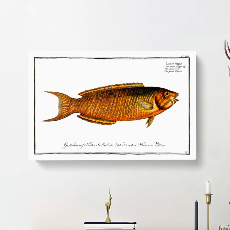 Green Wrasse Fish by M.E. Bloch - Wrapped Canvas, 50cm H x 76cm W x 3cm D