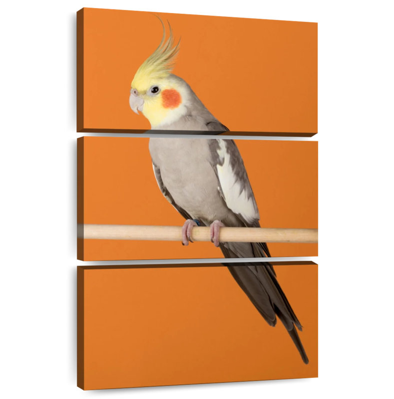 Brampt Cockatiel, 50" H x 32" W