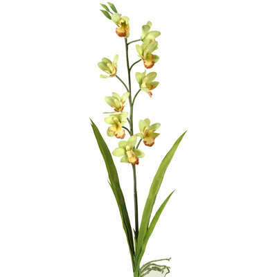 Tige d'orchidée Cymbidium