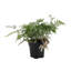 Live Rabbit's Foot Fern Plant