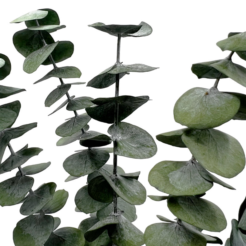 Ensemble de 4 bouquets d'eucalyptus séchés, Vert