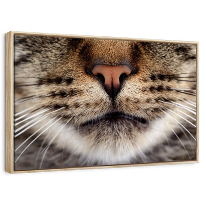 Cat Whiskers