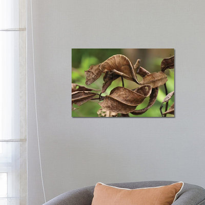 Fantastic Leaf-Tail Gecko Mimicking Leaves, Andasibe-Mantadia National Park, Madagascar by Thomas Marent - Wrapped Canvas Gallery-Wrapped Canvas Giclée