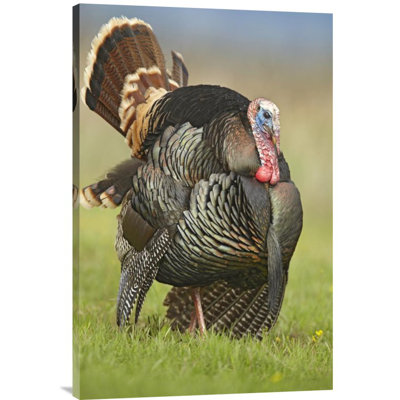" Wild Turkey Male "