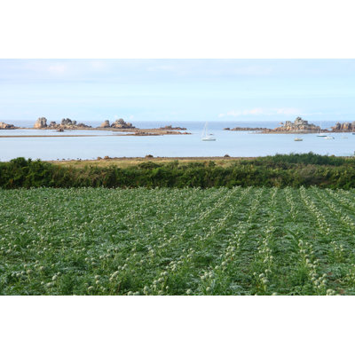 Lavila Artichokes Field - Wrapped Canvas Print