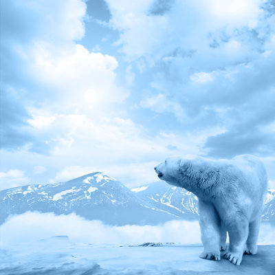 " Arctic Polar Bear, Ursus Maritimus "