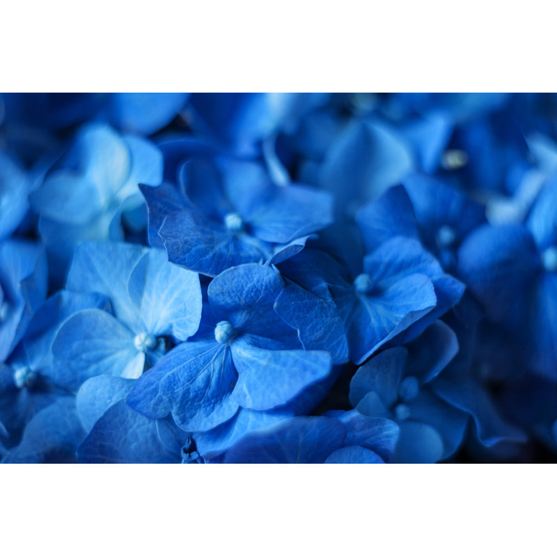 Hydrangea - Wrapped Canvas Print, 20cm H x 30cm W x 3.8cm D