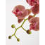 Fiori Orchid Arrangement