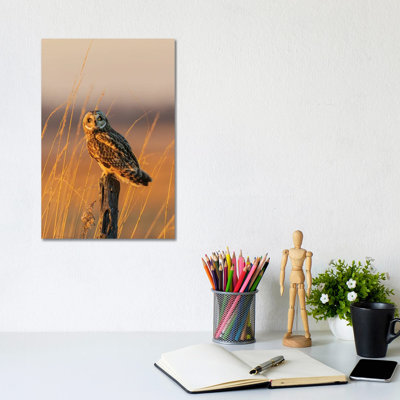 Short-Eared Owl Perched On Fence Post, Prairie Ridge State Natural Area, Marion County, Illinois. by Richard & Susan Day - Gallery-Wrapped Canvas Giclée on Canvas