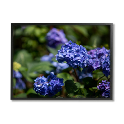" Purple Hydrangea " by Aaron Matheson