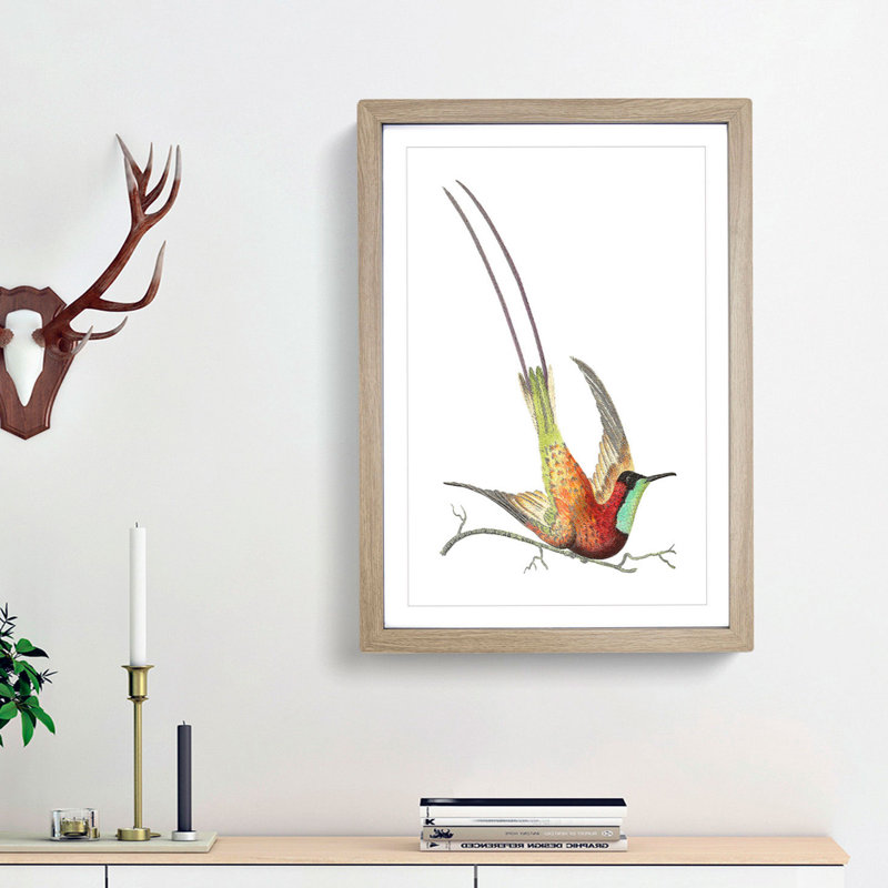 Long-Tailed Hummingbird by George Shaw - Framed Print, 48cm H x 36cm W x 2cm D, Oak Framed