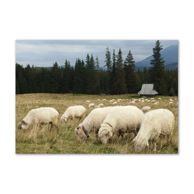 Sheep Grazing - No Frame Print on Canvas