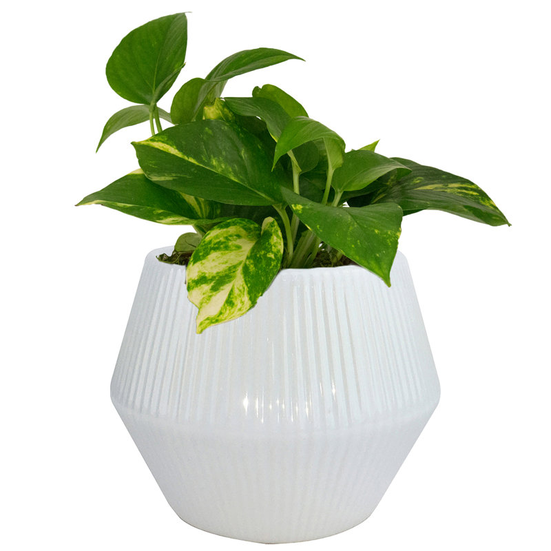 Handcrafted White Ceramic Round Planter Pot