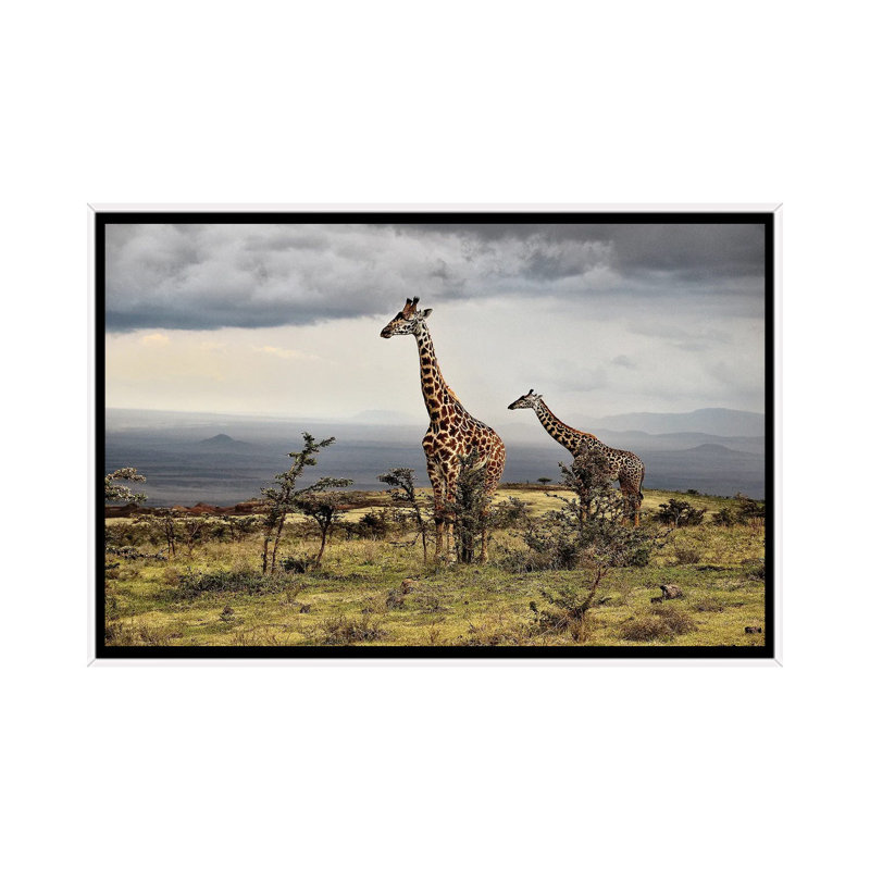 Giraffe by Giuseppe Damico - Floater Frame Print on Canvas
