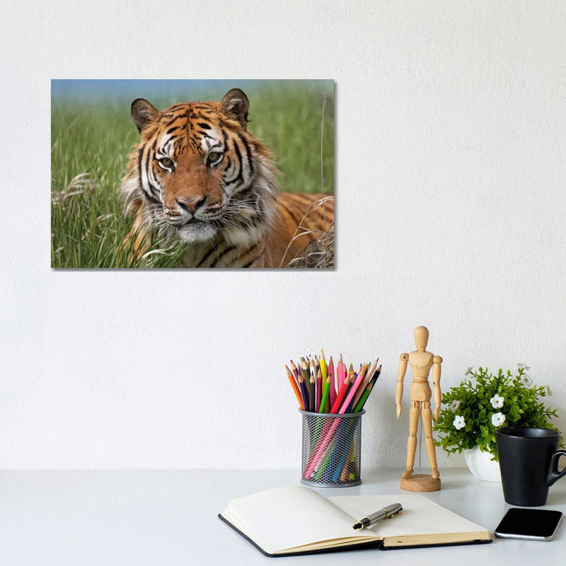 Siberian Tiger Portrait, Endangered, Native To Siberia II by Tim Fitzharris - Wrapped Canvas Print, 20.32 cm H x 30.48 cm W