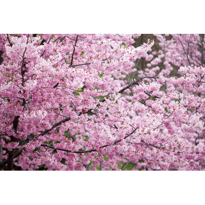 Cherry blossoms in Taiwan 1 Piece Wrapped Canvas Wall Art