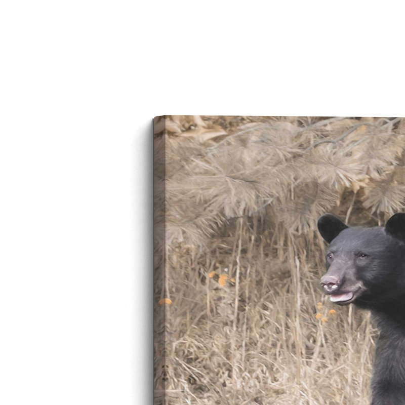 Nosey Bear by Lori Deiter Art Print, 16 W x 12 H, Does Not Apply, Unframed Canvas