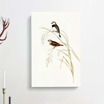 Spotted-Sided Finch by Elizabeth Gould - Wrapped Canvas