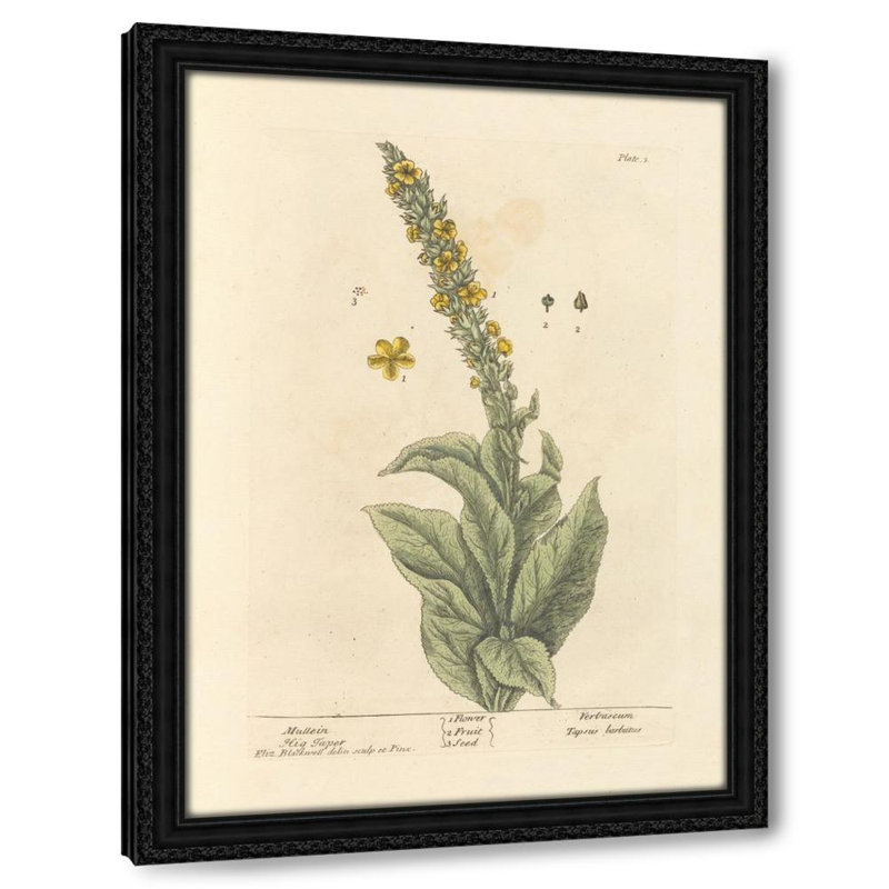 Mullein (1739)