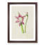 Pink Amaryllis Flower Illustration - Framed Print-55616541-55616543