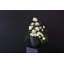 Elma Handmade Ceramic Table Vase-1283018989-1283018991