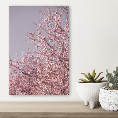 Fleurs de cerisier rose