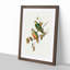 Ewing's Fruit Pigeons by Elizabeth Gould - Picture Frame Painting Print-55535896-55535897