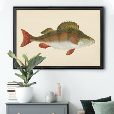 «Donovan Antique Fish I», cadre photo, impression sur toile