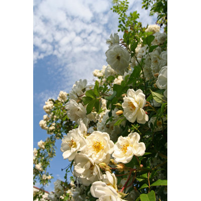 White Rose Bush by Romaoslo