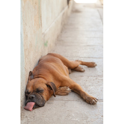 " Dog Sleeping " by Rubyrascal