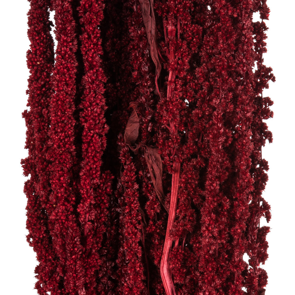 Preserved Amaranthus Stems, Merlot