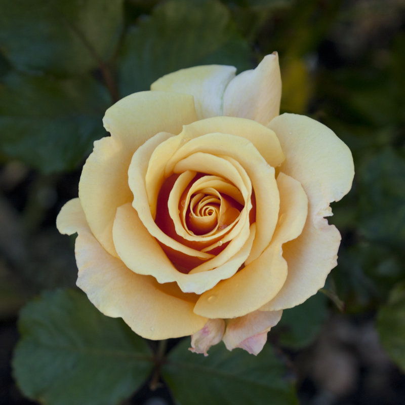 Orange Rose by Brackish_nz - Wrapped Canvas Print, 30cm H x 30cm W