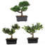 Bonsaï artificiel 9 po en pot