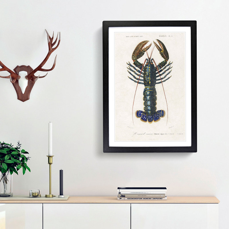 Crimson Crawfish by Charles D Orbigny - Framed Print, Black Framed, 65cm H x 48cm W x 2cm D