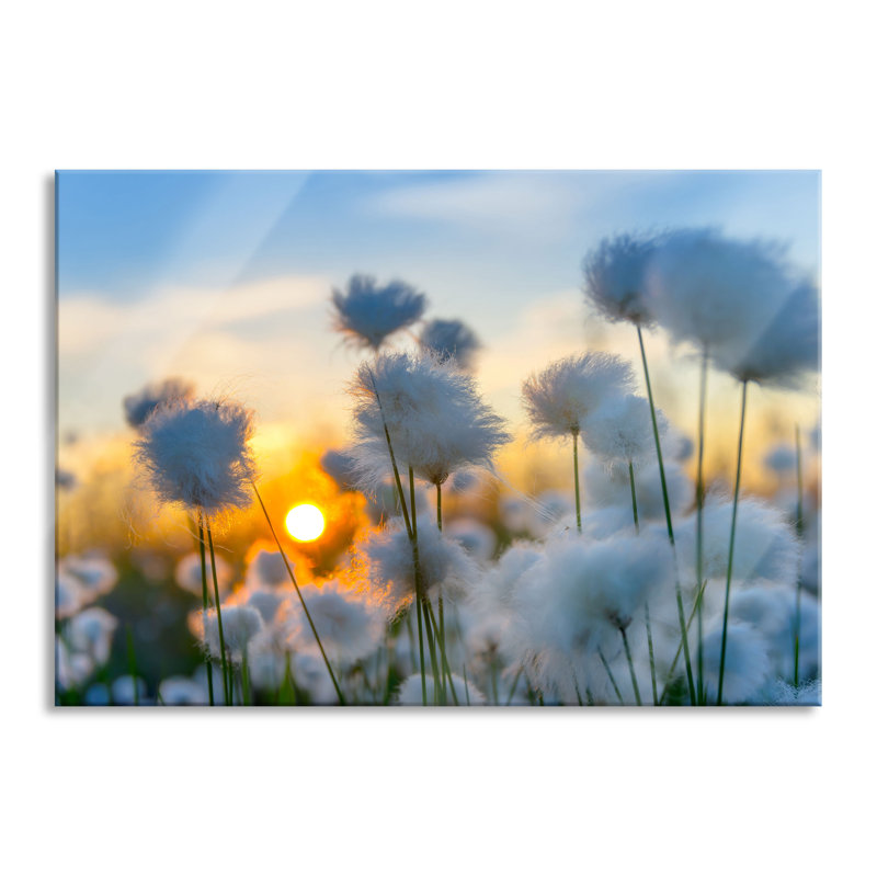 Cotton Blossoms At Sunset - No Frame Print on Glass, 70cm H x 100cm W x 0.4cm D