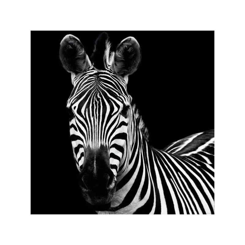 Zebra II by Debra Van Swearingen - Wrapped Canvas Print, 45.72 cm H x 45.72 cm W x 1.91 cm D